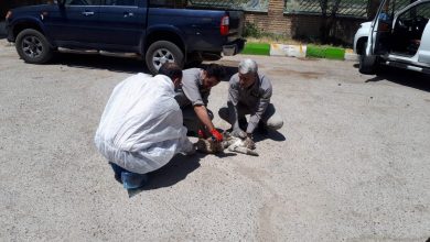 فیروزکوه